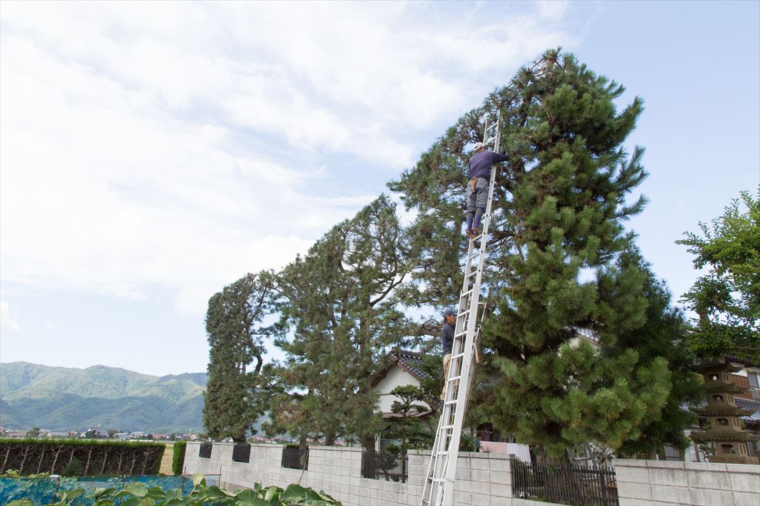 築地松陰手刈り
