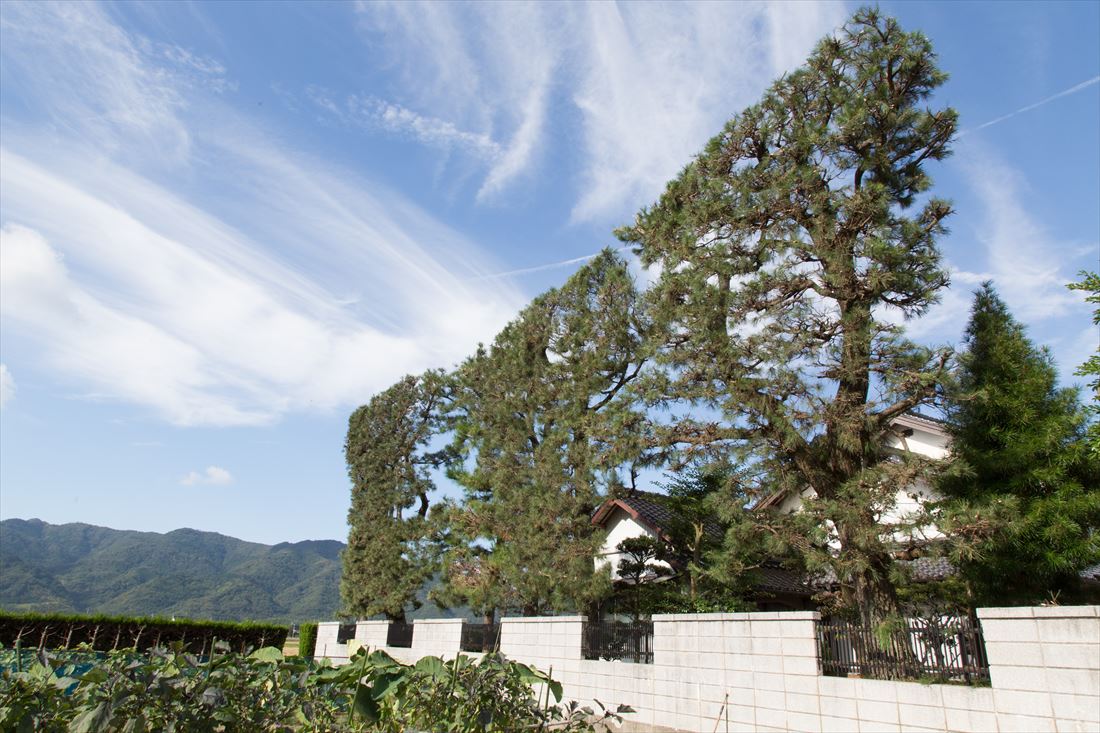築地松の問題